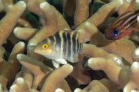Cheilinus fasciatus (Redbreasted Wrasse)
