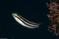 Petroscirtes breviceps (Shorthead Fangblenny)