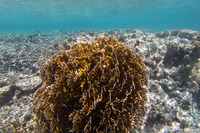 Millepora sp.2 (Plate Fire Coral)