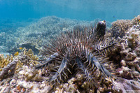 Acanthaster solaris (Crown-of-Thorns Star)