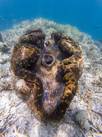 Tridacna gigas (Giant Clam)