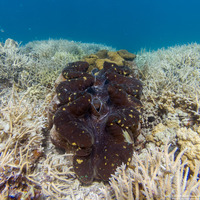 Tridacna gigas (Giant Clam)