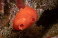 Cnemidocarpa finmarkiensis (Shiny Orange Sea Squirt)