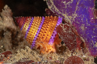 Calliostoma annulatum (Blue-Ring Top Snail)