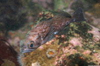 Sebastes mystinus (Blue Rockfish)