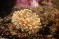 Eudistylia polymorpha (Feather Duster Worm)