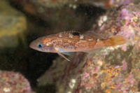 Sebastes serranoides (Olive Rockfish)