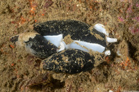 Atrimitra idae (Ida's Miter)
