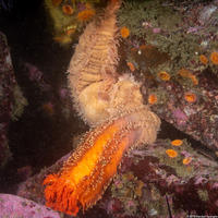 Cucumaria miniata (Orange Sea Cucumber)