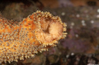 Apostichopus parvimensis (Warty Sea Cucumber)