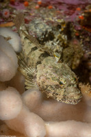 Artedius corallinus (Coralline Sculpin)