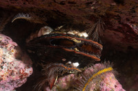 Mytilus galloprovincialis (Mediterranean Mussel)