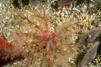 Eupentacta quinquesemita (White Sea Cucumber)