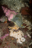 Kelletia kelletii (Kellet's Whelk)
