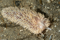 Aeolidia loui (Shag-Rug Aeolid)
