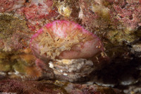 Placiphorella velata (Veiled Chiton)