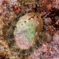 Haliotis rufescens (Red Abalone)