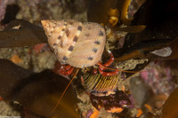 Pagurus hemphilli (Maroon Hermit Crab)