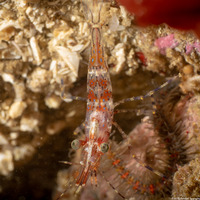 Pandalus danae (Dock Shrimp)