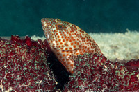 Cephalopholis cruentata (Graysby)