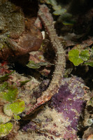 Cosmocampus albirostris (Shortfin Pipefish)