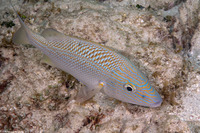 Haemulon plumierii (White Grunt)