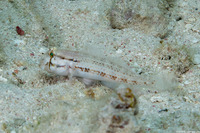 Gnatholepis thompsoni (Goldspot Goby)