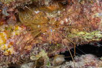 Stenorhynchus seticornis (Yellowline Arrow Crab)