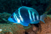 Hypoplectrus indigo (Indigo Hamlet)