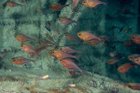 Pempheris schomburgkii (Glassy Sweeper)