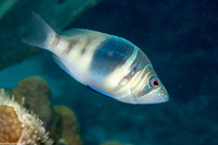 Hypoplectrus puella (Barred Hamlet)