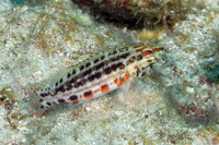 Serranus baldwini (Lantern Bass)
