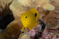 Stegastes planifrons (Threespot Damselfish)