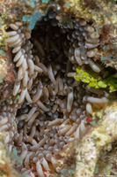 Lebrunia neglecta (Branching Anemone)