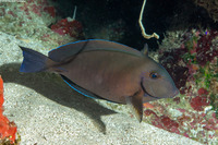 Acanthurus chirurgus (Doctorfish)