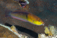 Halichoeres garnoti (Yellowhead Wrasse)
