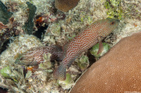 Cephalopholis cruentata (Graysby)