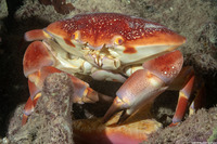 Carpilius corallinus (Batwing Coral Crab)