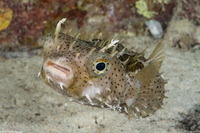 Chilomycterus antennatus (Bridled Burrfish)