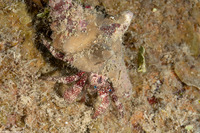 Paguristes puncticeps (Whitespeckled Hermit Crab)