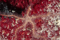 Ophiothrix suensoni (Sponge Brittle Star)