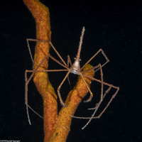 Stenorhynchus seticornis (Yellowline Arrow Crab)