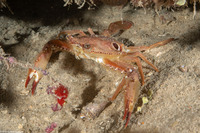 Achelous sebae (Ocellate Swimming Crab)