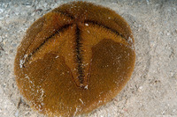 Meoma ventricosa (Red Heart Urchin)