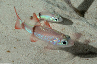 Apogon planifrons (Pale Cardinalfish)