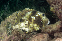 Lactophrys bicaudalis (Spotted Trunkfish)