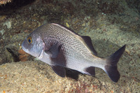 Anisotremus surinamensis (Black Margate)