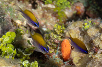 Chromis insolata (Sunshinefish)