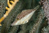 Monacanthus tuckeri (Slender Filefish)