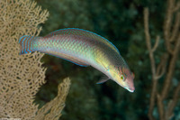 Halichoeres garnoti (Yellowhead Wrasse)